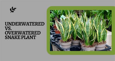 snake plant overwatering vs underwatering